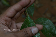 Neuropeltis malabarica